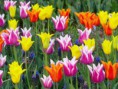 /album/fotogaleria-plantas-y-reforestacion/tulipan-holandes-jpg/